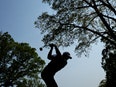 Dustin Johnson swings a golf club below trees 